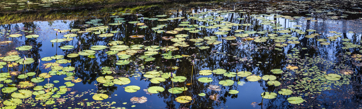 Waterlilies